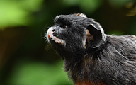 Red-bellied Tamarin (Saguinus labiatus)